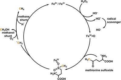 Methane Production and Bioactivity-A Link to Oxido-Reductive Stress